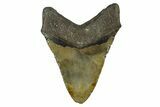 Fossil Megalodon Tooth - North Carolina #382591-2